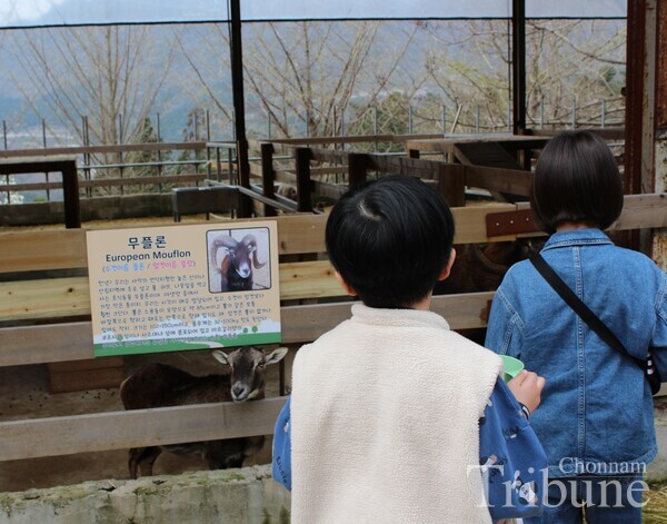 Children feed mouflons at Mudeungsan Mountain Sheep Ranch on April 6.