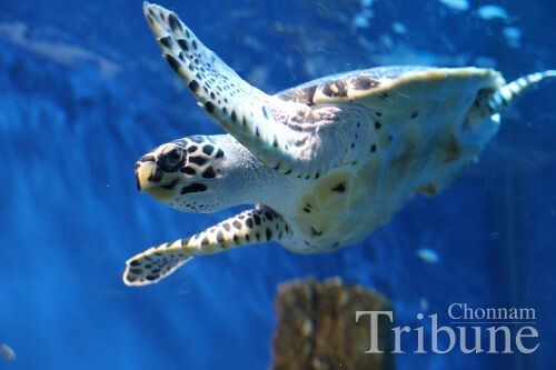 A hawksbill sea turtle at Aqua Planet Yeosu
