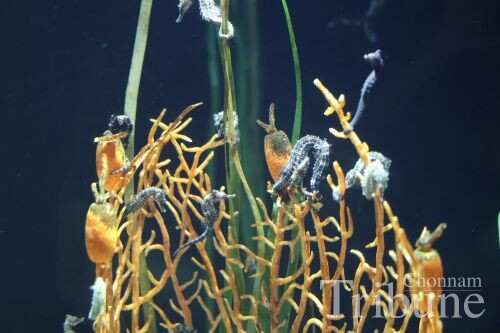Lined seahorses being artificially propagated