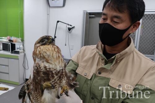 The center director examines an eagle’s health condition.
